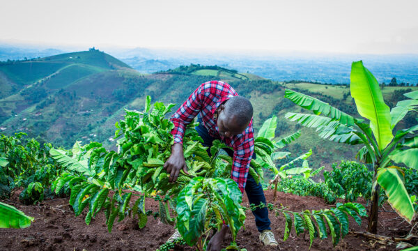 A farmer inspecting coffee plants in a field with a mountain landscape in the background.