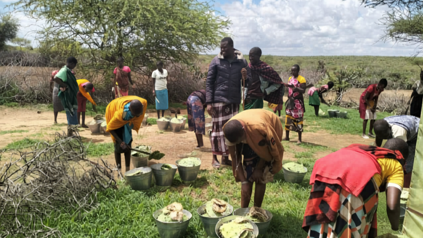 Community members in Koija preparing Opuntia cladodes for mass rearing of cochineal biological control agents (Credit: CABI)