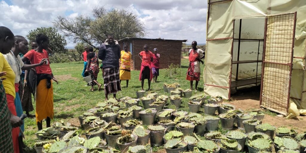 Community members in Koija observing collected Opuntia engelmannii in buckets.