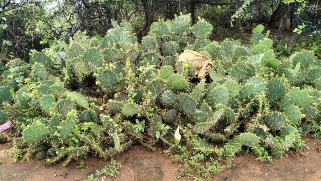 Opuntia engelmannii (cactus apple) 