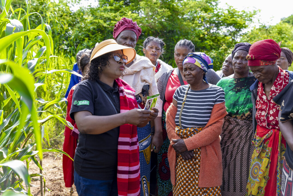 CABI working with farmers in the field to help improve Zambia's maize seed and identify pests