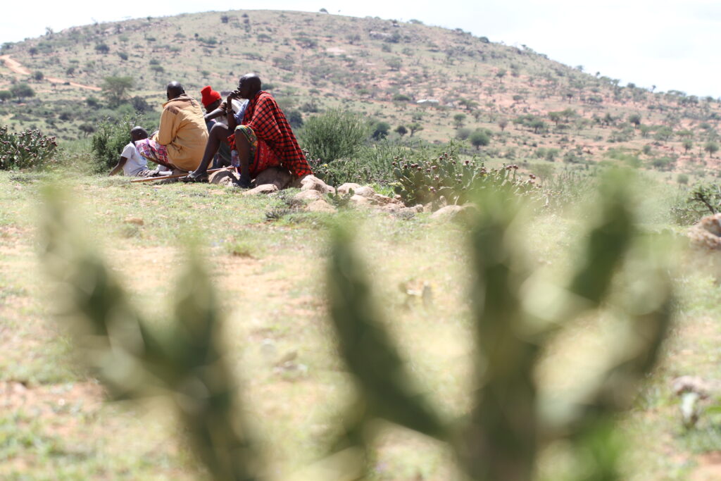 Pastoralists amongst Opuntia stricta