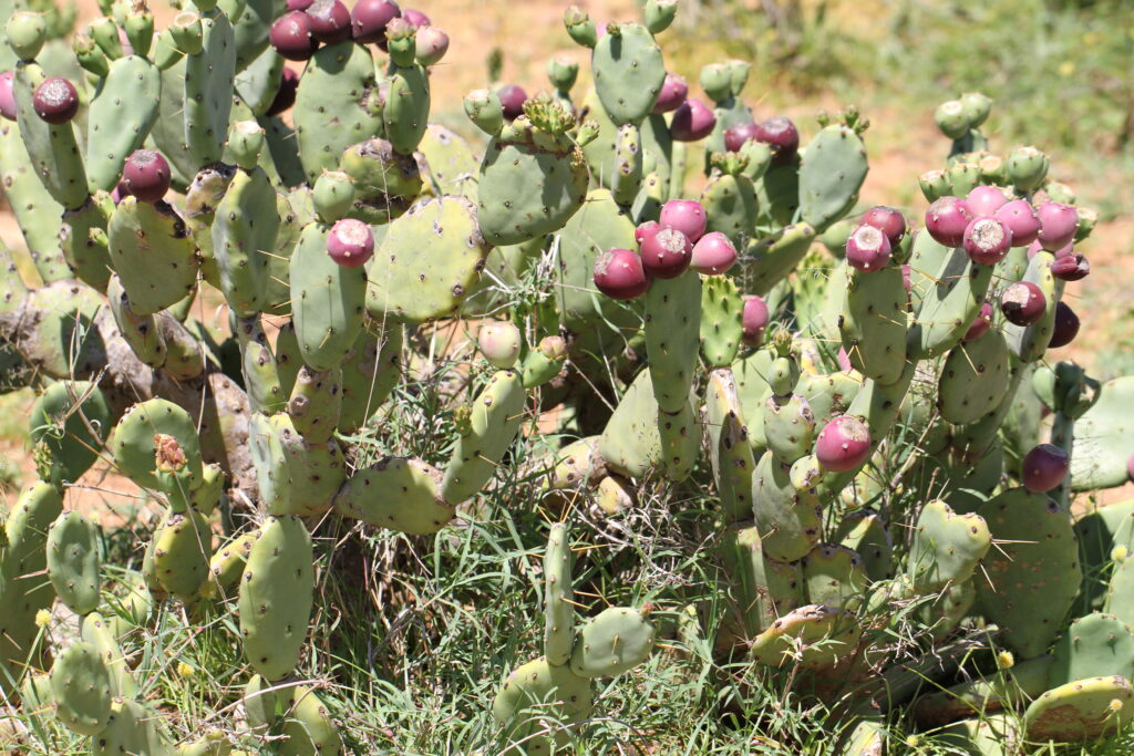 Opuntia stricta