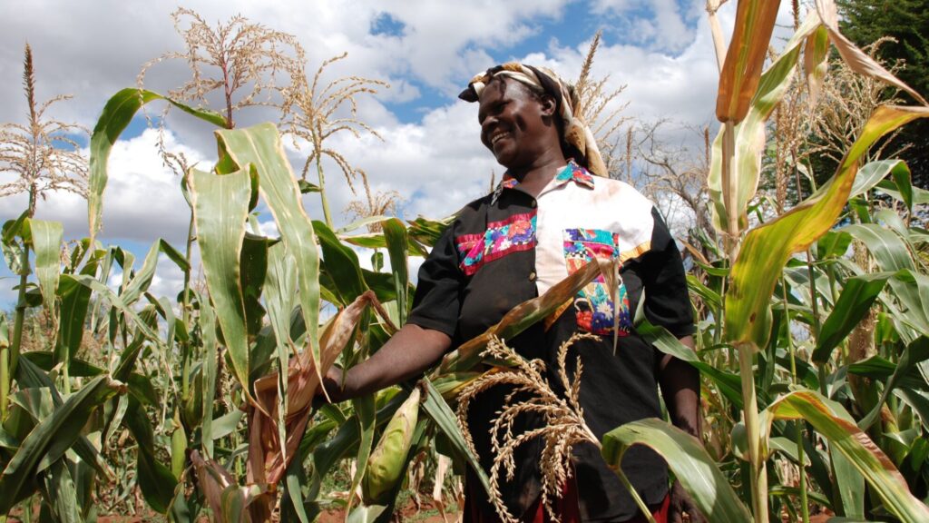 Woman farmer in Kenya observing her maize crop