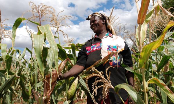 Woman farmer in Kenya observing her maize crop