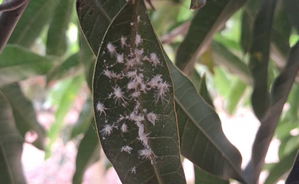 Close-up of a mango leaf infested with mango mealybugs during biological control field assessments in Burundi