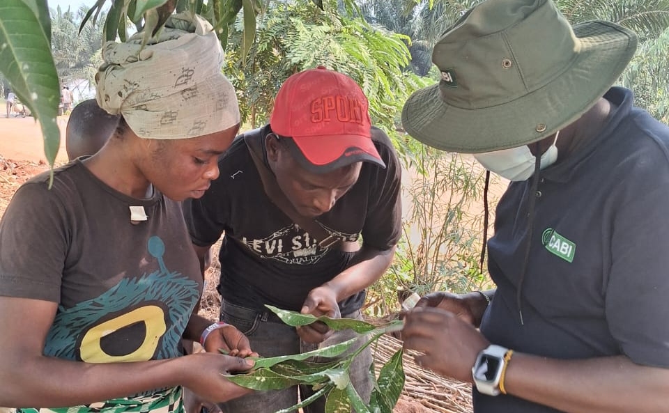 Farmers and a CABI scientist closely examine an infested mango shoot for mealybugs and parasitoid mummies in Burundi