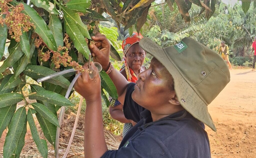 Collecting parasitoids from an infested mango tree in Burundi