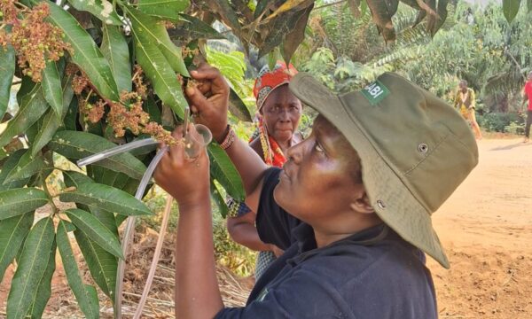 Collecting parasitoids from an infested mango tree in Burundi