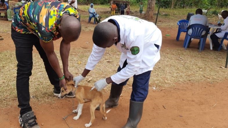 Vet giving a puppy an injection at a joint livestock-plant health clinic in Uganda
