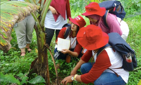 Trainees inspect the base of a banana plant for pests and diseases during field surveillance training