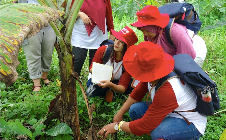 Trainees inspect the base of a banana plant for pests and diseases during field surveillance training
