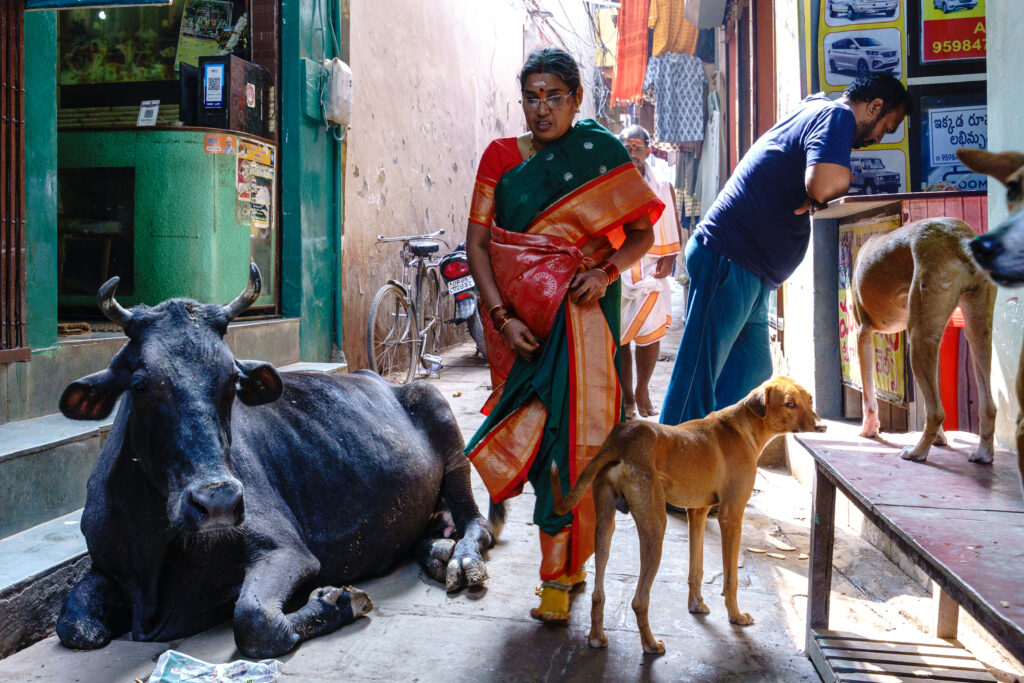 India. Uttar Pradesh state. Varanasi (Benares). A sacred cow lies in a bustling alleyway of the old city with various animals.