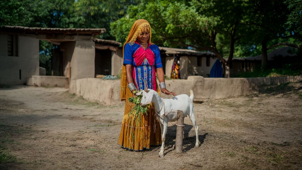 Smallholder livestock keeper feeding a white goat outside a rural homestead.
