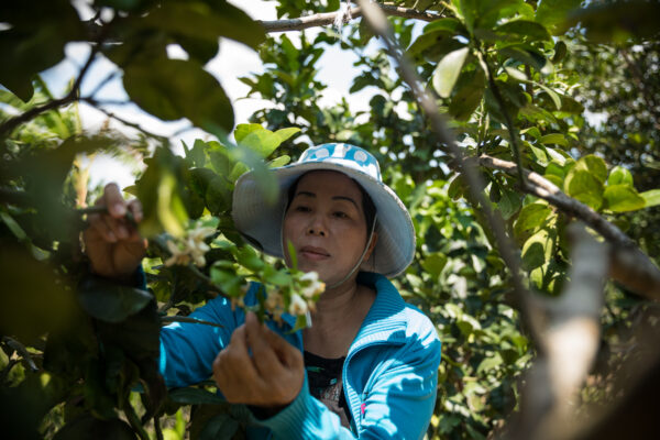 Rural woman farmer in Vietnam tending to her crop