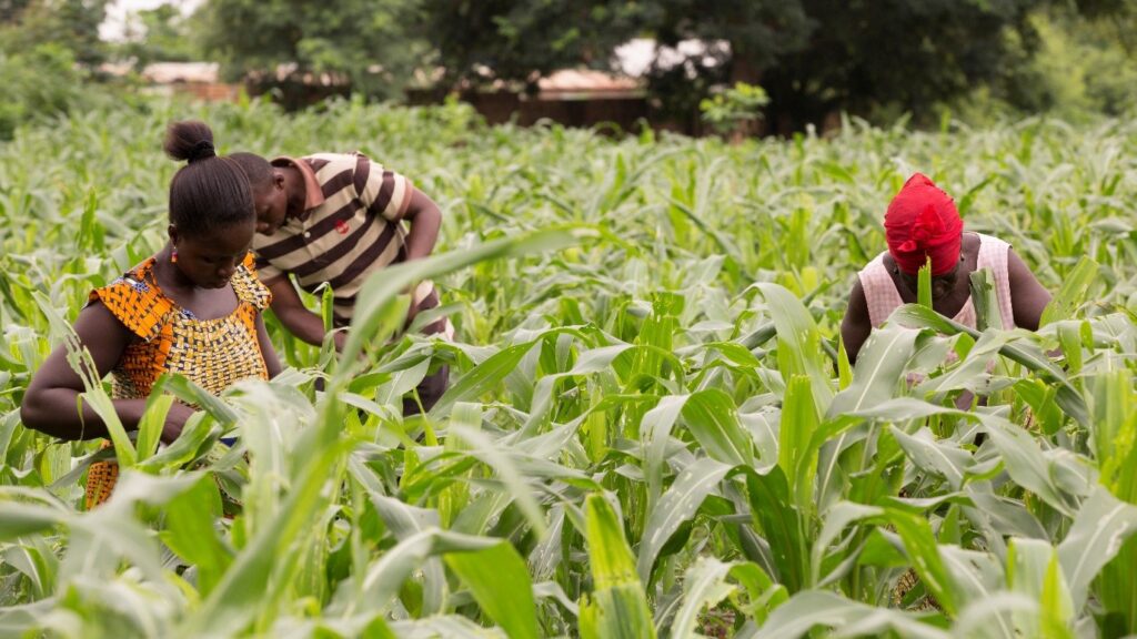 Maize farmers inspect crops for fall armyworm damage, highlighting the pest and weather-related risks that ADAPTA-IF helps farmers address through Earth Observation insights and agricultural data.