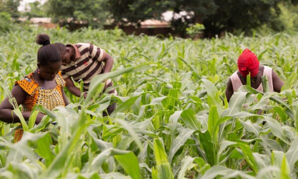 Maize farmers inspect crops for fall armyworm damage, highlighting the pest and weather-related risks that ADAPTA-IF helps farmers address through Earth Observation insights and agricultural data.